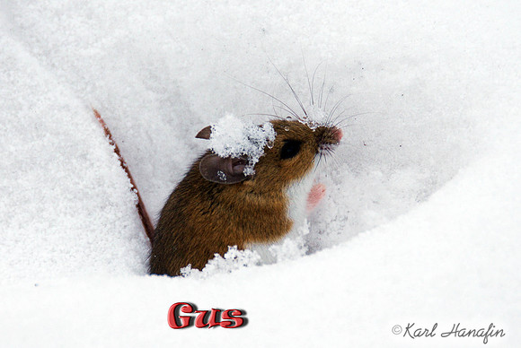 Gus