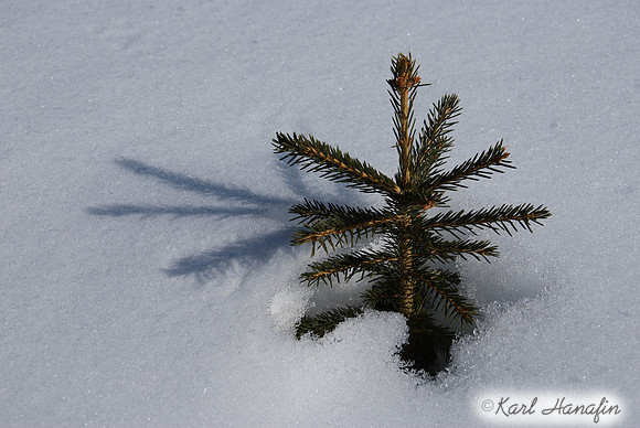 Snow Tree